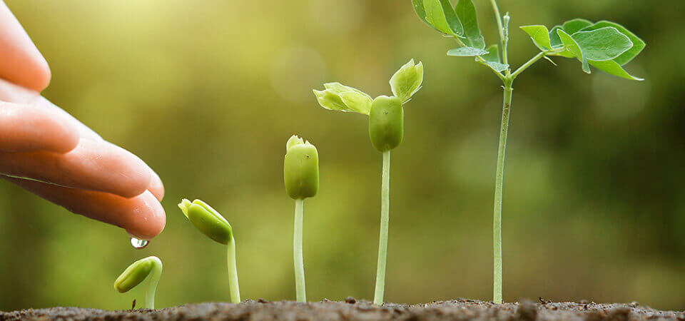 From left to right, a close-up of a series of seedlings, each one taller than the other. On the left is a hand, from which a droplet of water drips down onto the smallest seedling 