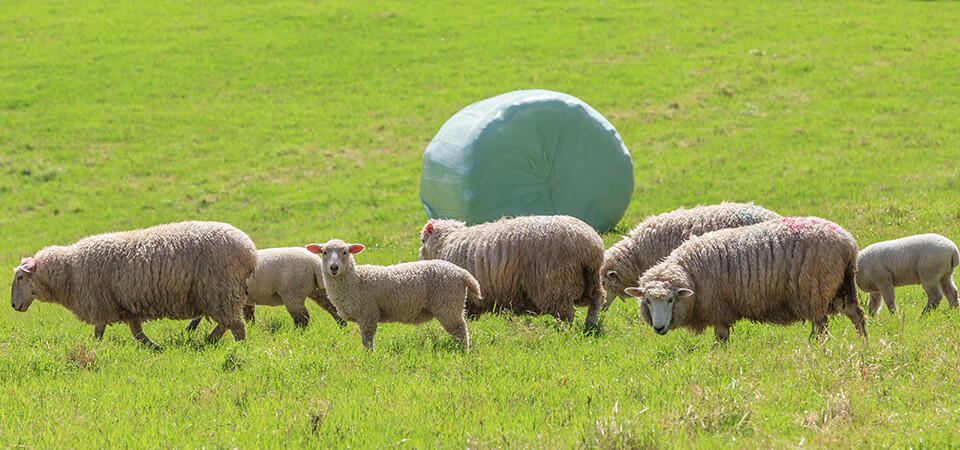 Eine Herde grasender Schafe auf einer grünen Wiese vor einem in Folie gewickelten Heuballen