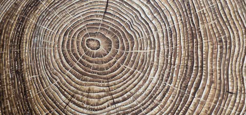 Jahresringe eines Baums in Nahaufnahme