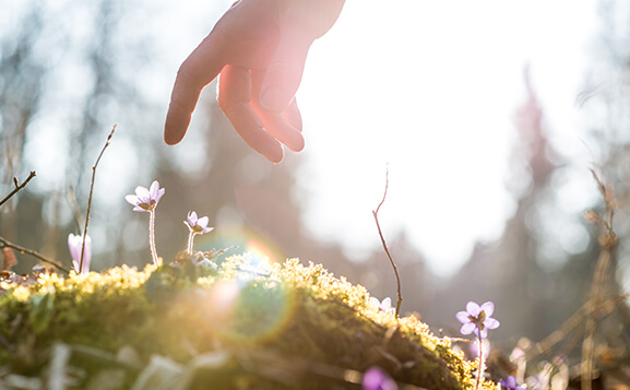 [Translate to Español:] Eine Hand die nach Blumen auf einem moosbewachsenen Waldboden greift.