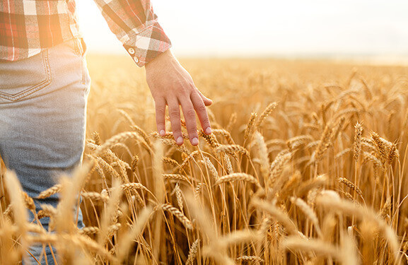 Mann mit Jeans und Karohemd steht in einem Kornfeld und blickt in den Sonnenuntergang
