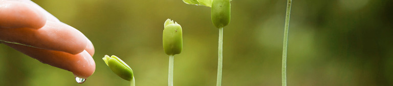 From left to right, a close-up of a series of seedlings, each one taller than the other. On the left is a hand, from which a droplet of water drips down onto the smallest seedling 