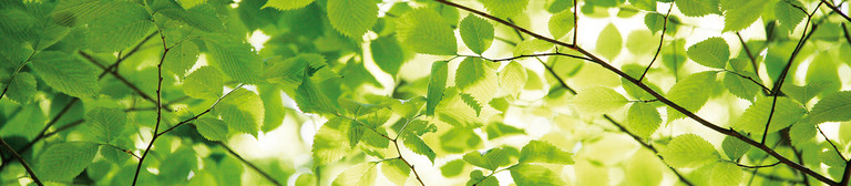 Grüne Blätter und schlanke Äste eines Gebüschs.