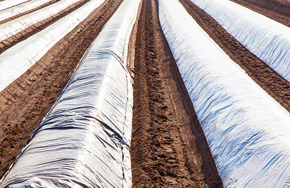 Earthy field featuring rows of opaque film tunnels extending from the observer out into the distance