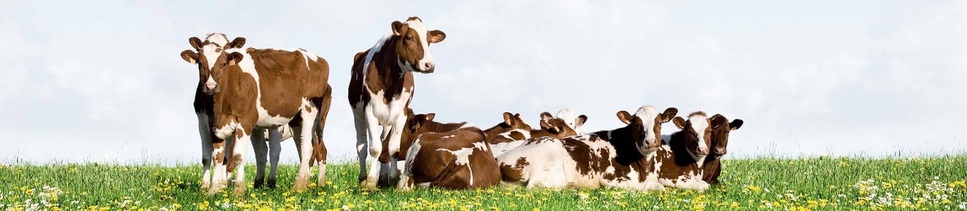 Eine Herde braun und weiß gefleckter Kühe auf einer grünen Blumenwiese