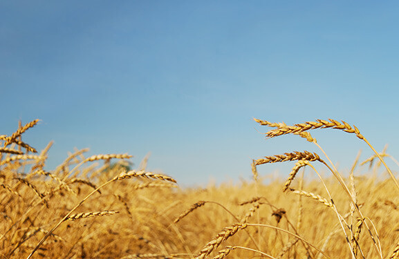 A wheat field against a blue sky.