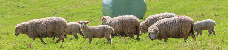 A herd of grazing sheep on a green field in front of a hay bale wrapped in film  