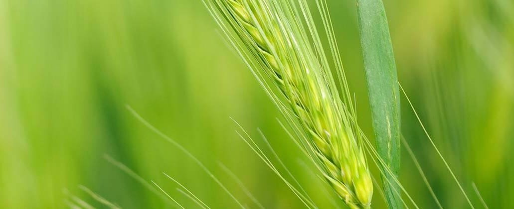 Close-up of an ear of corn against a green background  