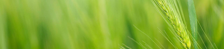 Kornähre in der Nahaufnahme vor grünem Hintergrund