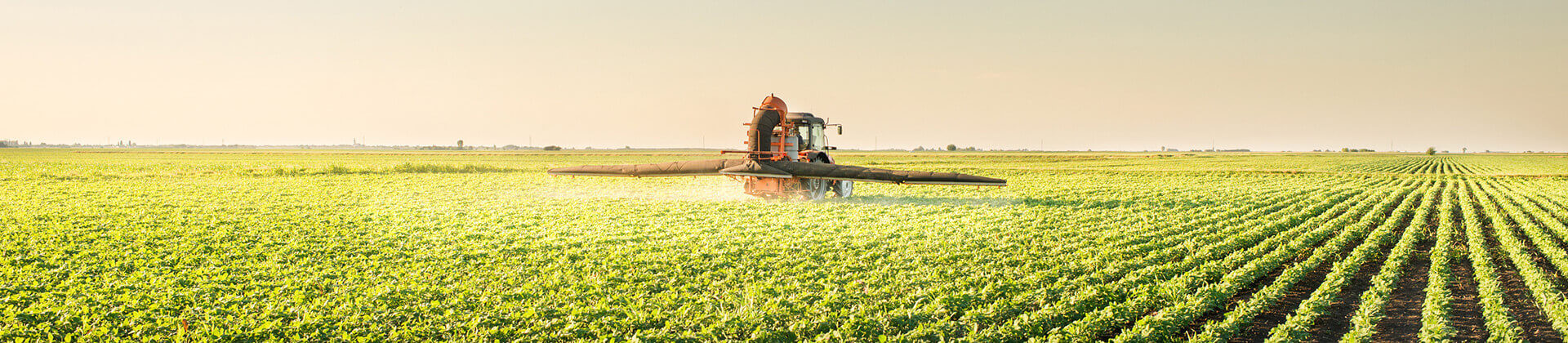 Tractor with spraying device drives over an apparently endless field full of green plants