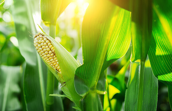 Ear of corn, close-up in a corn field 