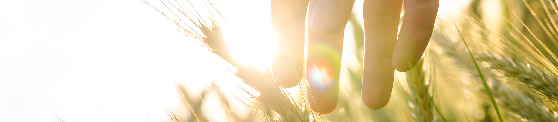 A hand set against the sun reaches down (extreme close-up) to an ear of corn  