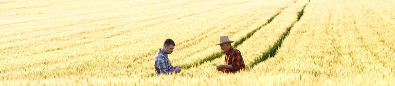 Bildfüllendes Kornfeld, in dem weiter entfernt zwei Männer bis zur Hüfte im Korn stehen und sich unterhalten